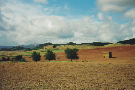 red-fields.jpg