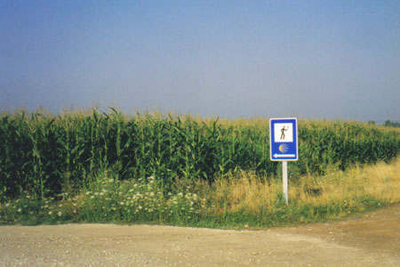 Camino---the-cornfield-cristina-didn't-see